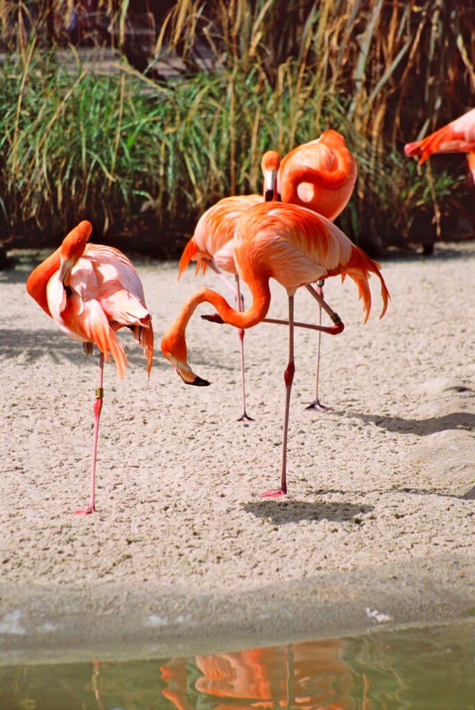 Flamingos on a sandy shore at Riverbanks Zoo Columbia, SC
