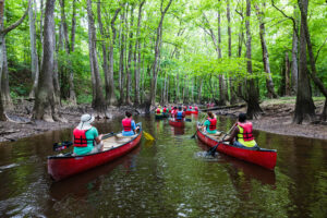 people on canoes paddle through congaree national park on congaree river.