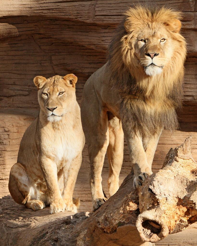 Two lions at RIverbanks Zoo Columbia, SC