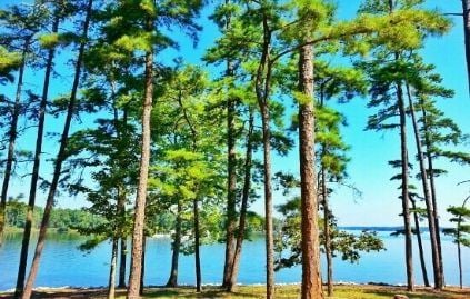 Pine Trees on the Banks of Lake Murray