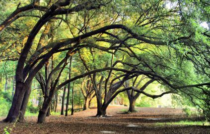 Large oak trees covering walking path