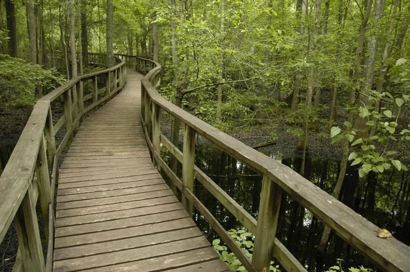 Raised Wooden Walkway of Congaree National Park