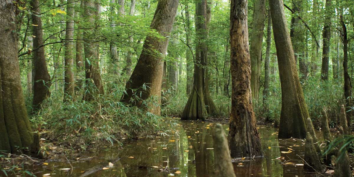 Cypress Trees of Congaree National Park