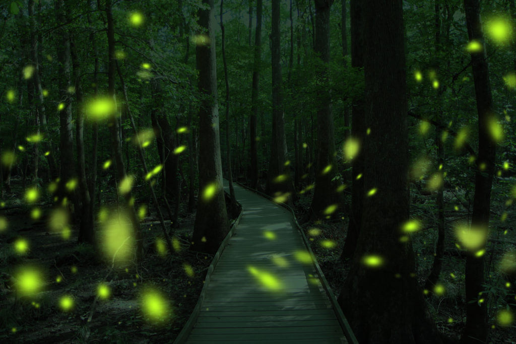 Fireflies light up the dark