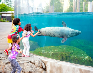 four children eagerly look at a sea lion as it swims by at riverbanks zoo and garden