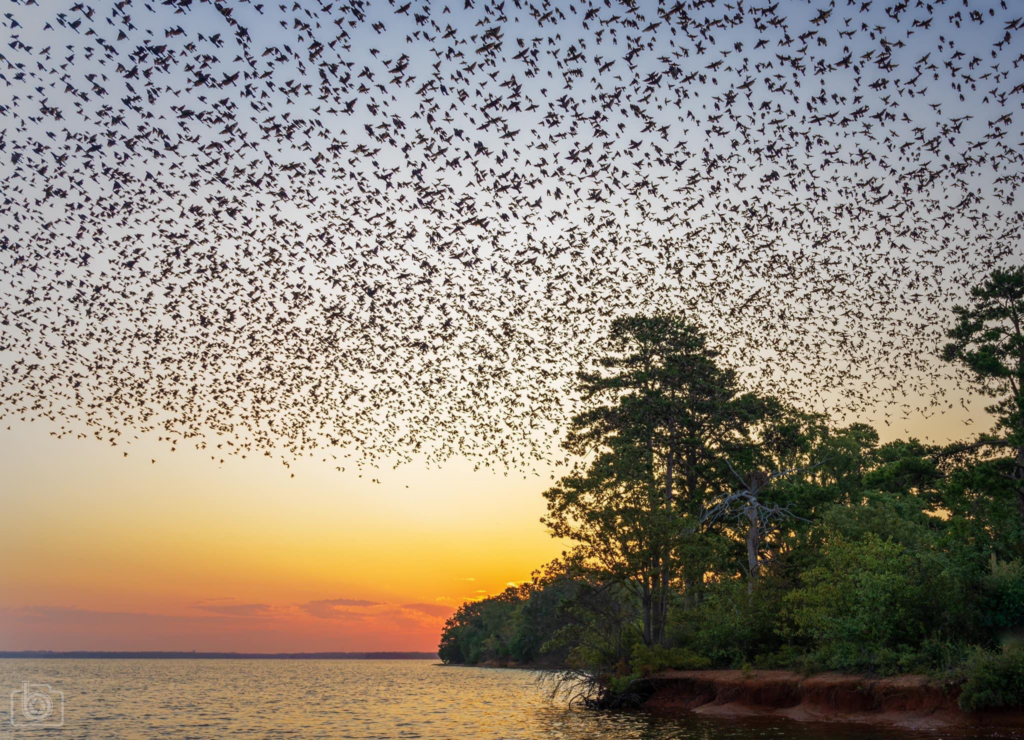 Hundreds of thousands of purple martins fly to roost on Bomb Island