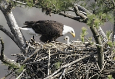 Bald eagle with young in nest. A majestic scene showcasing parental care and the beauty of nature.